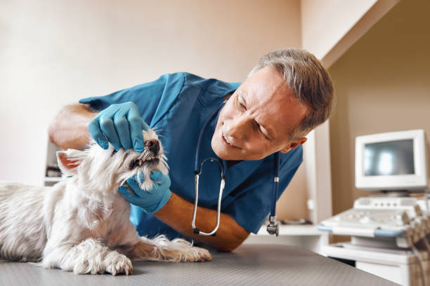 Best Pediatric Emergency Dentist in Idalou, TX